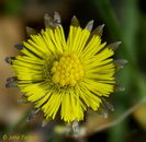 پای کره اسبی